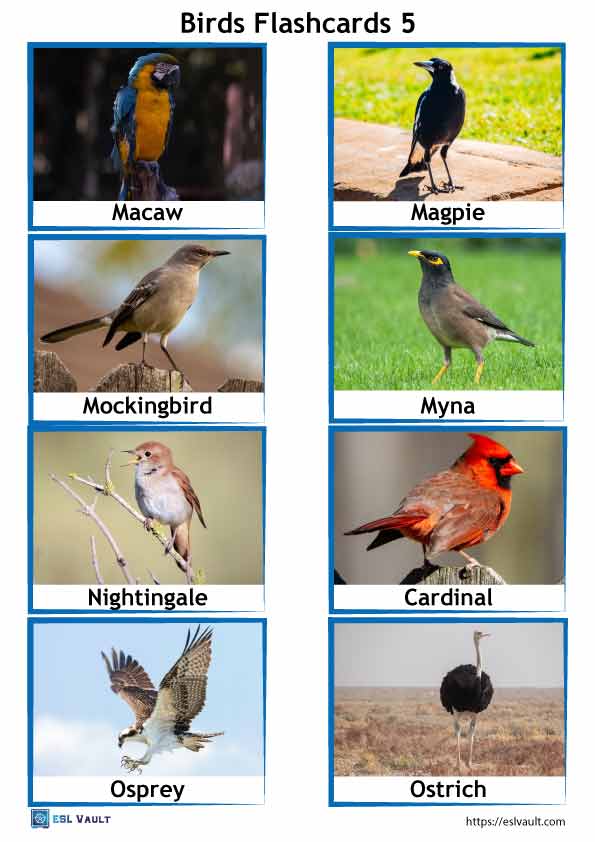 Free Printable Pdf Birds Flashcards Esl Vault