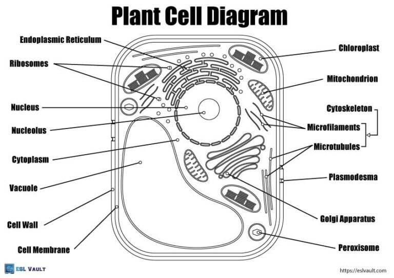 labeled plant cell diagram coloring page