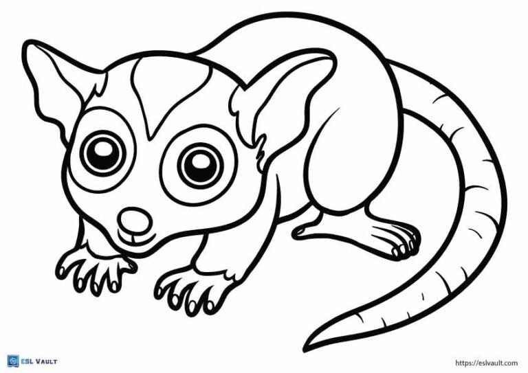 australian animals coloring pages possum