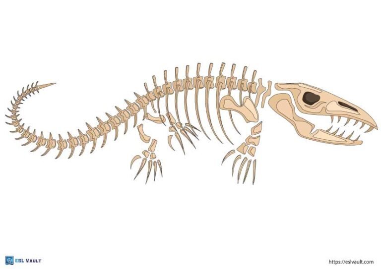 dinosaur skeleton printable liopleurodon