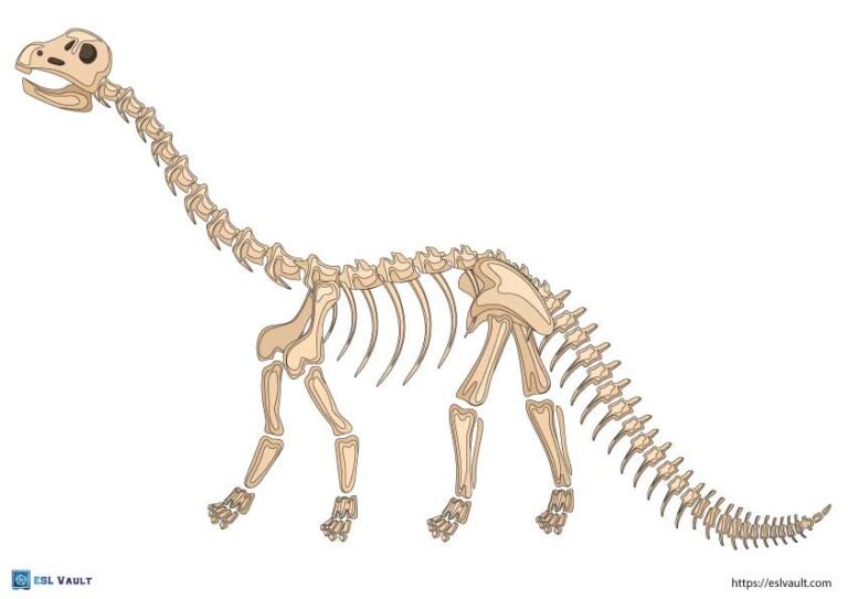 printable dinosaur skeleton brontosaurus