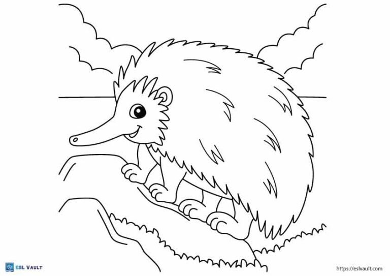 australian animals coloring pages echidna