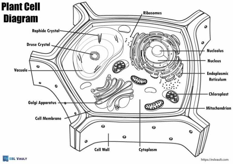 plant cell diagram labeled coloring page 2
