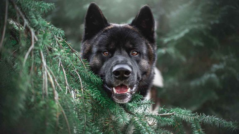 Akita dog with its head over a tree branch