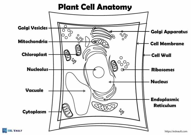 free labeled plant cell diagram coloring page