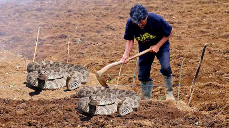 busier than a farmer with one hoe and two rattlesnakes,