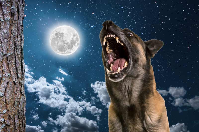 barking at the moon expression
