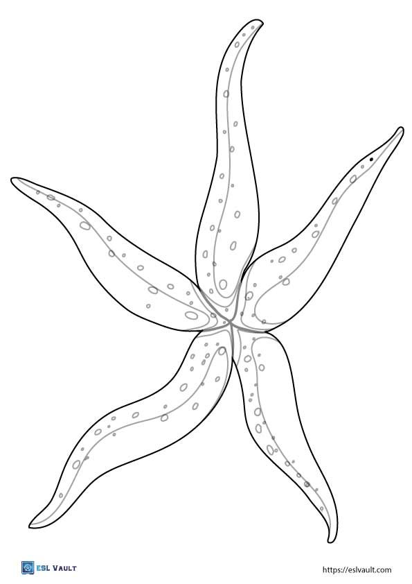 large starfish printable template 3