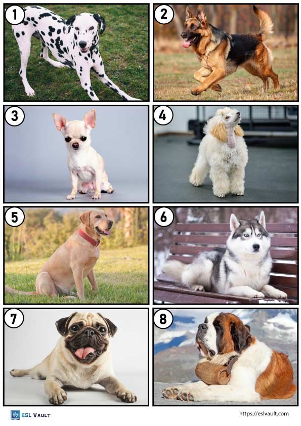 dog breeds game 1