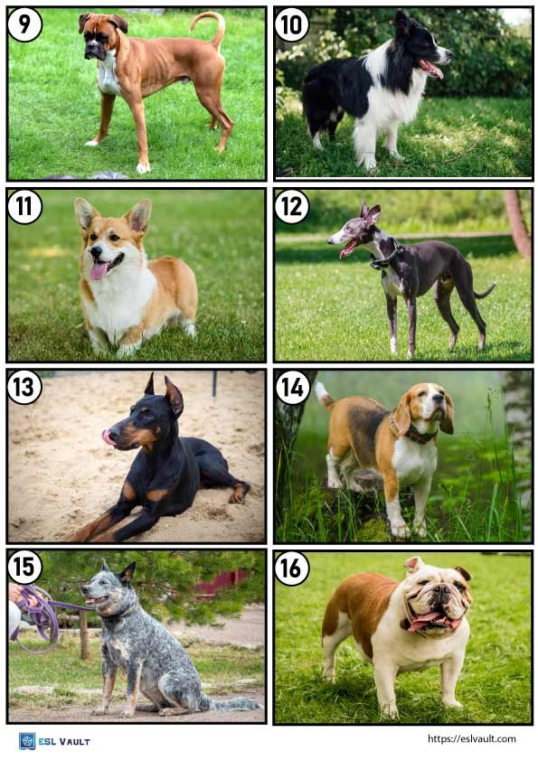 dog breeds game 2