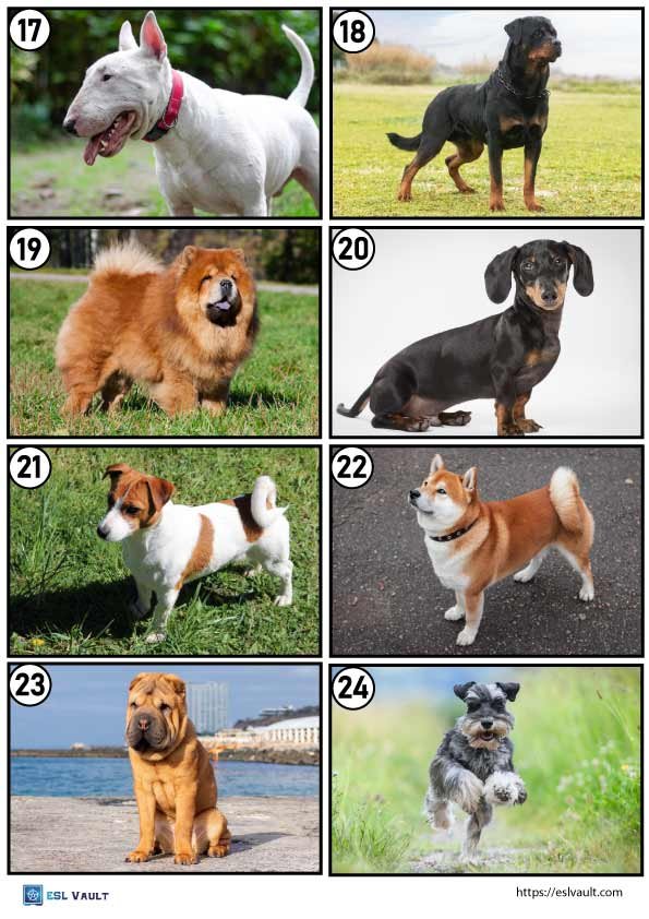 dog breeds game 3