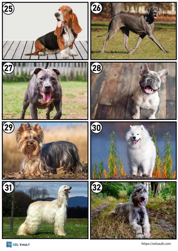 dog breeds game 4