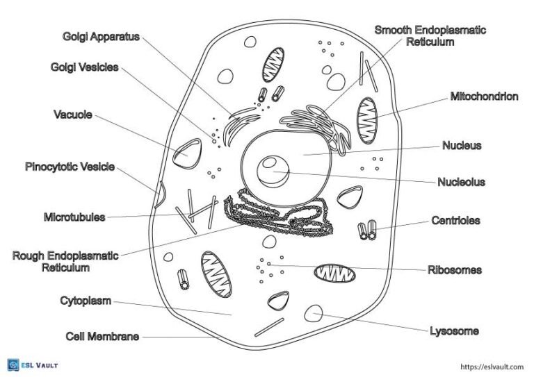 9 Free animal cell coloring pages (PDF) ESL Vault