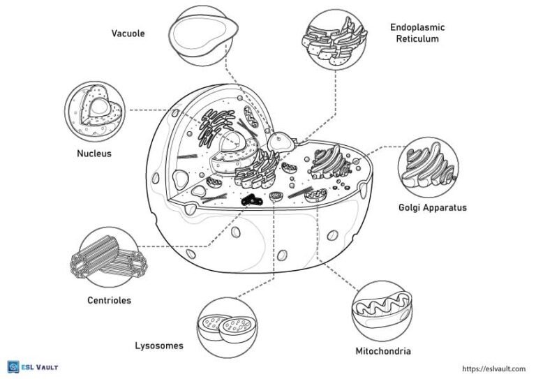 9 Free animal cell coloring pages (PDF) ESL Vault