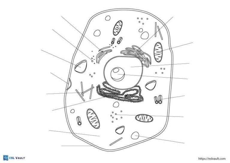 9 Free animal cell coloring pages (PDF) ESL Vault