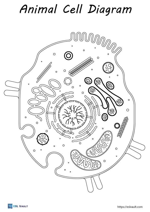 9 Free animal cell coloring pages (PDF) ESL Vault