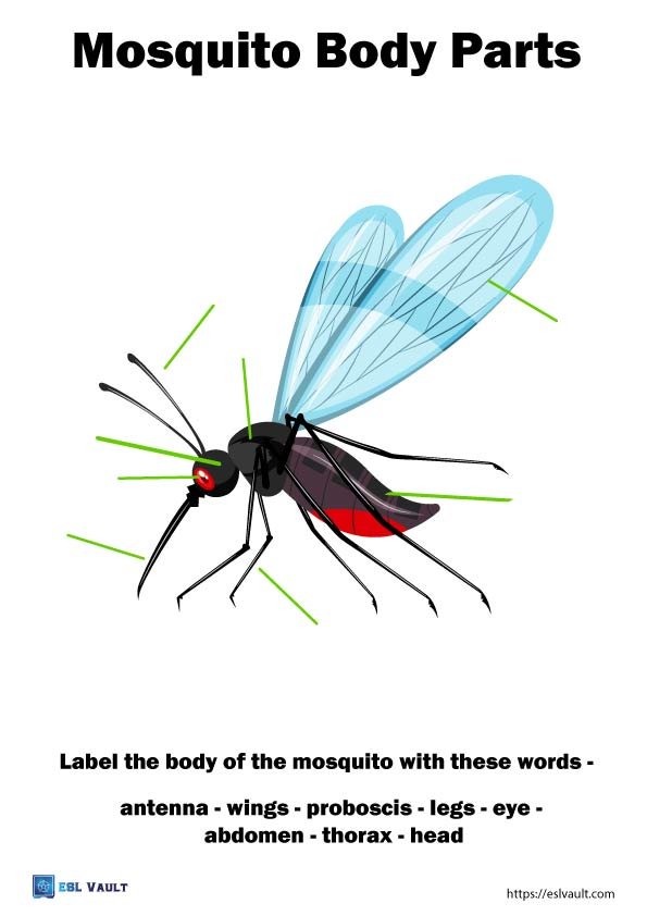 animal anatomy worksheets mosquito