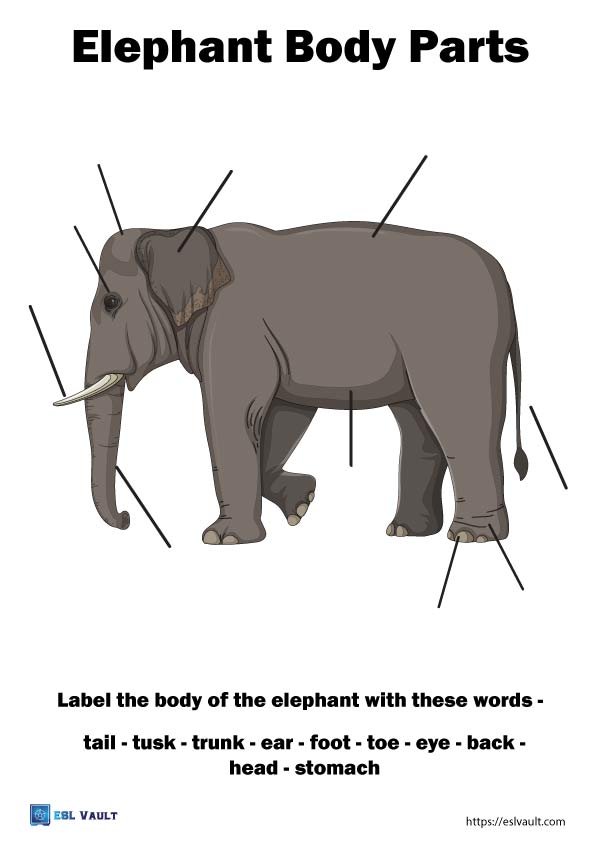 animal anatomy worksheets elephant