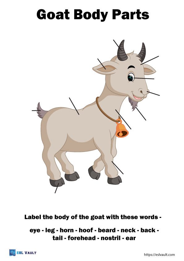 animal anatomy worksheets goat