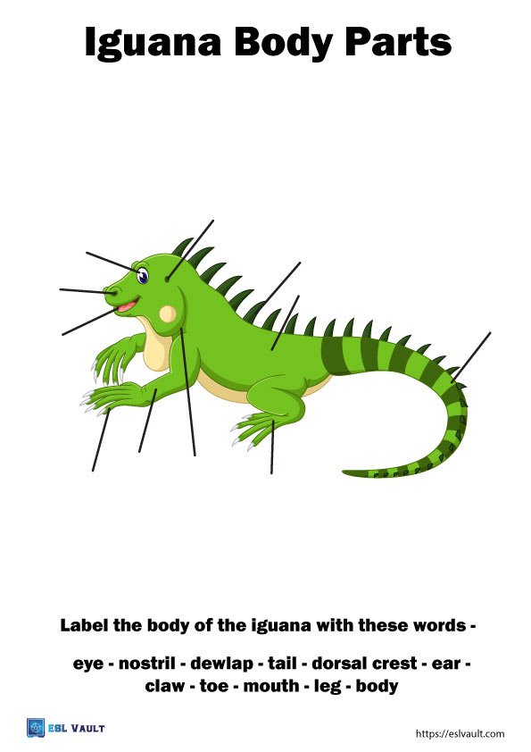 animal anatomy worksheets iguana