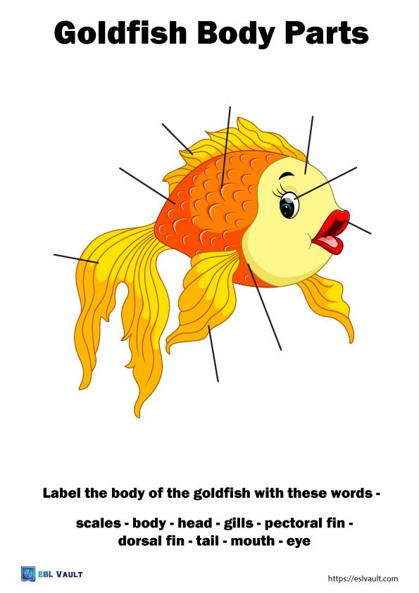 animal anatomy worksheets pdf goldfish