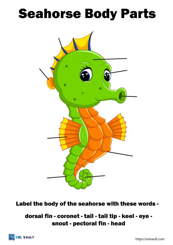 animal anatomy worksheets pdf seahorse