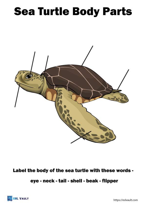 animal anatomy worksheets sea turtle