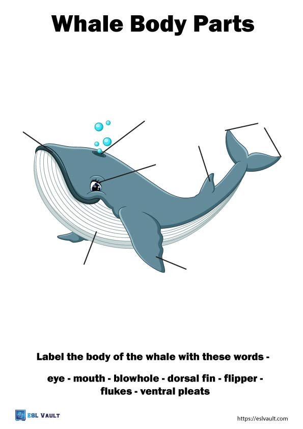 animal anatomy worksheets whale