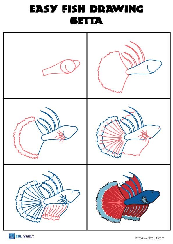 easy fish drawing realistic betta
