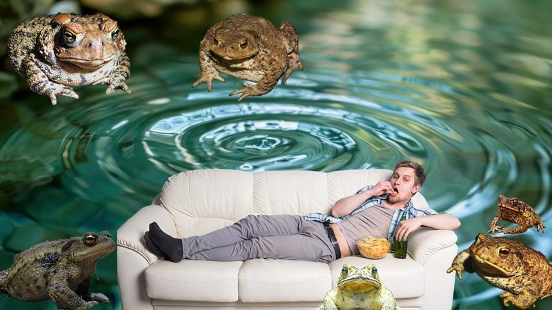 lazy as a toad expression