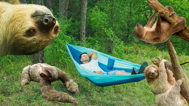 lazy idiom a sloth