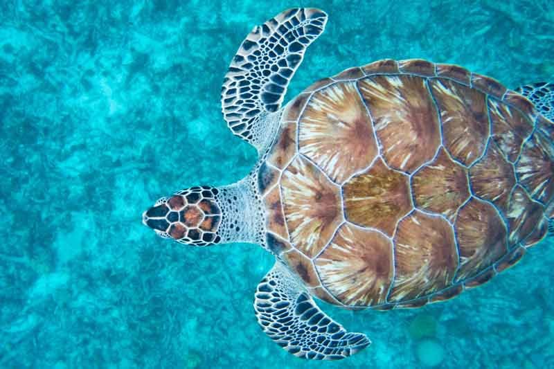 a brown seat turtle in blue water