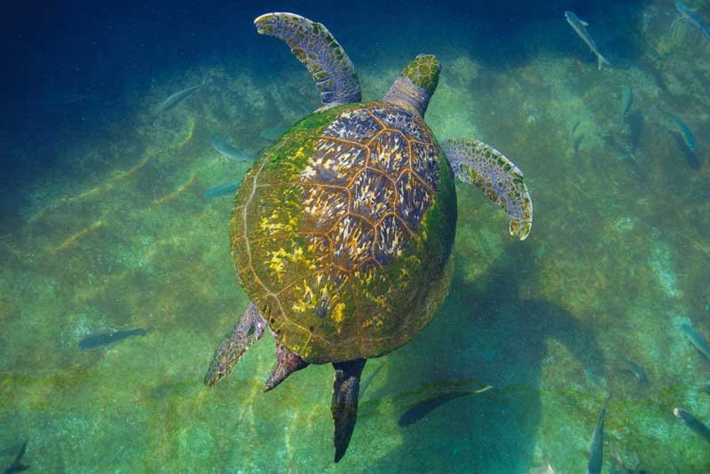 a sea turtle with green algae