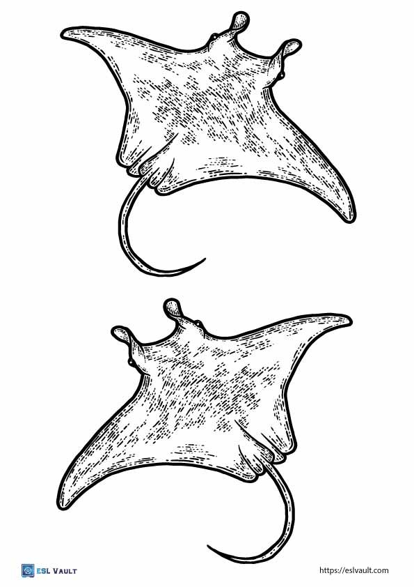 2 stingray templates and outlines