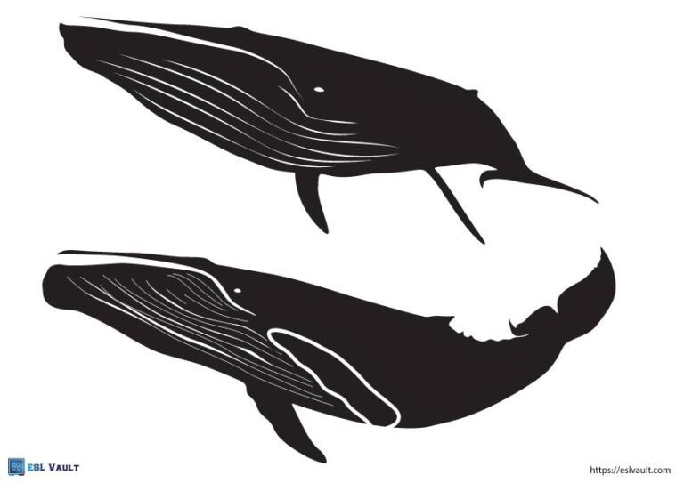 blue whale template pdf