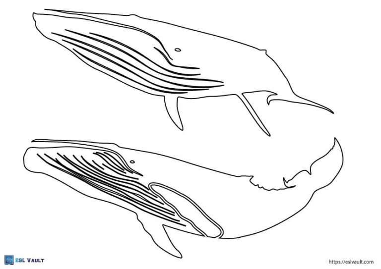 blue whale template pdf2