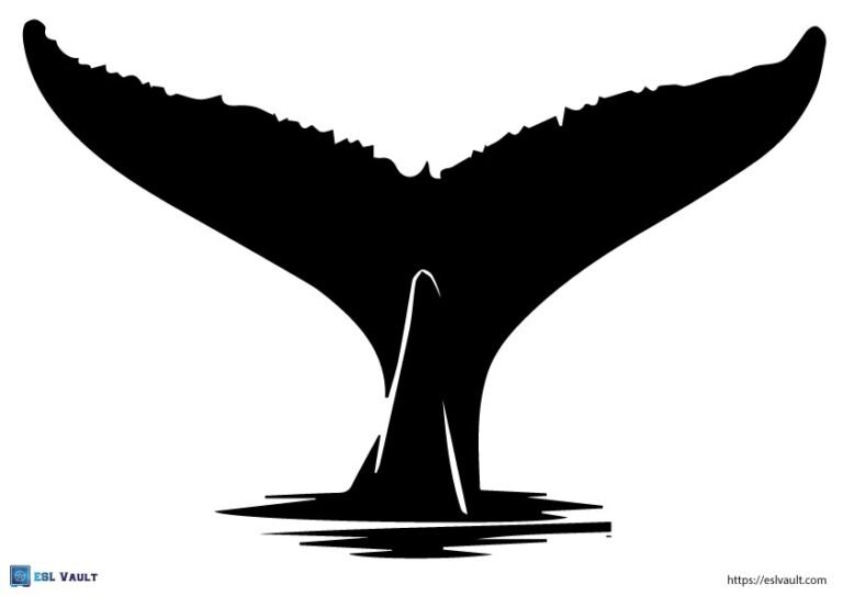 large whale tail template
