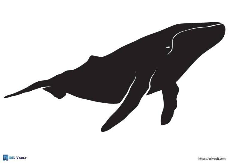 large blue whale template