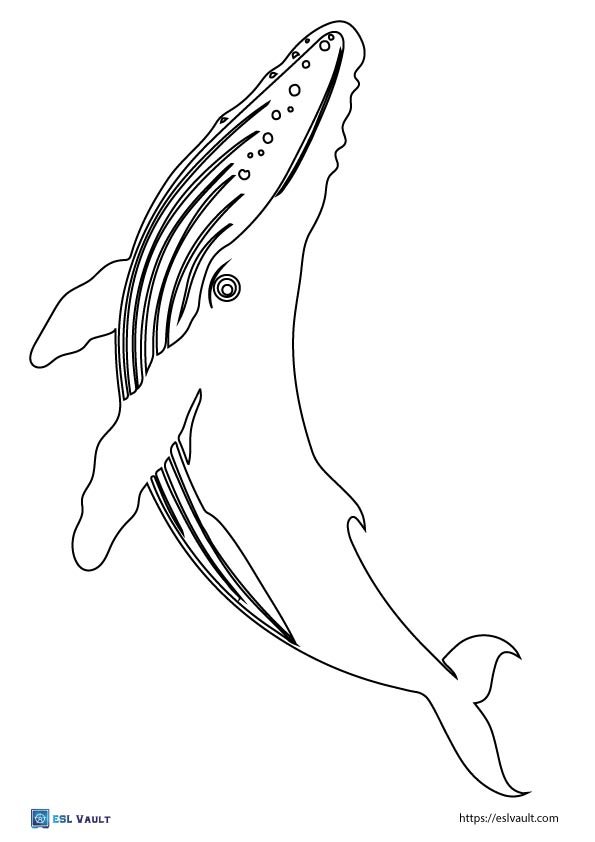 printable humpback whale outline
