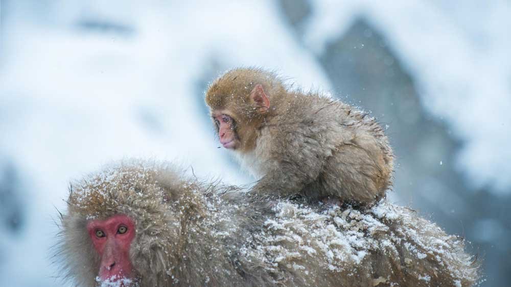 monkey with an infant in the cold snow