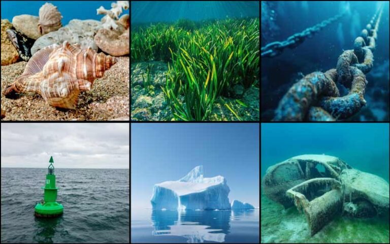 things in the ocean pictures 3