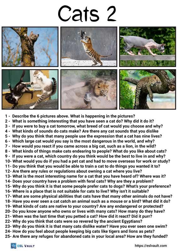 25 conversation questions about cats
