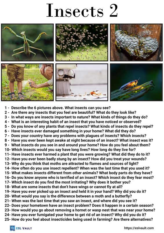 25 questions about insects 2