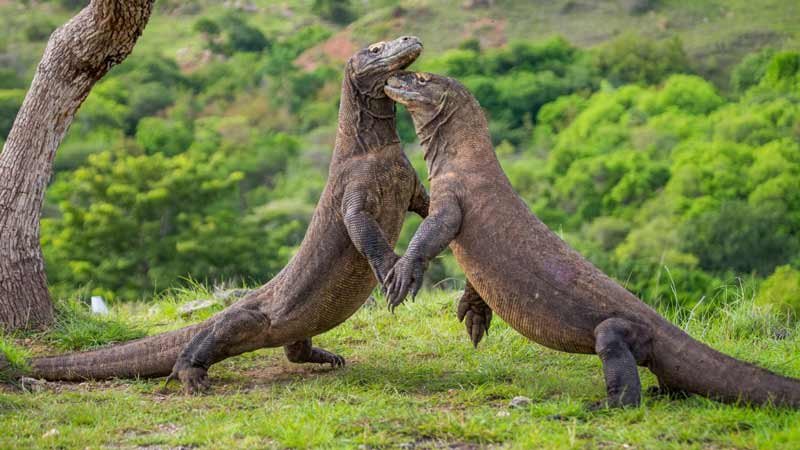 komodo dragons opposing each other