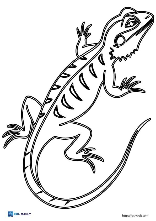 bearded dragon lizard template