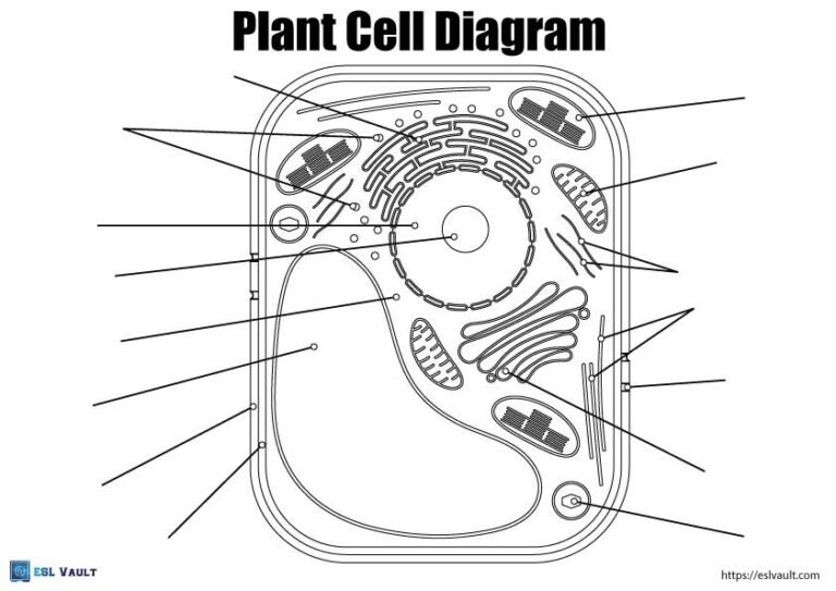 blank plant cell diagram coloring page