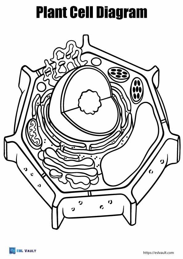 easy plant cell diagram coloring page