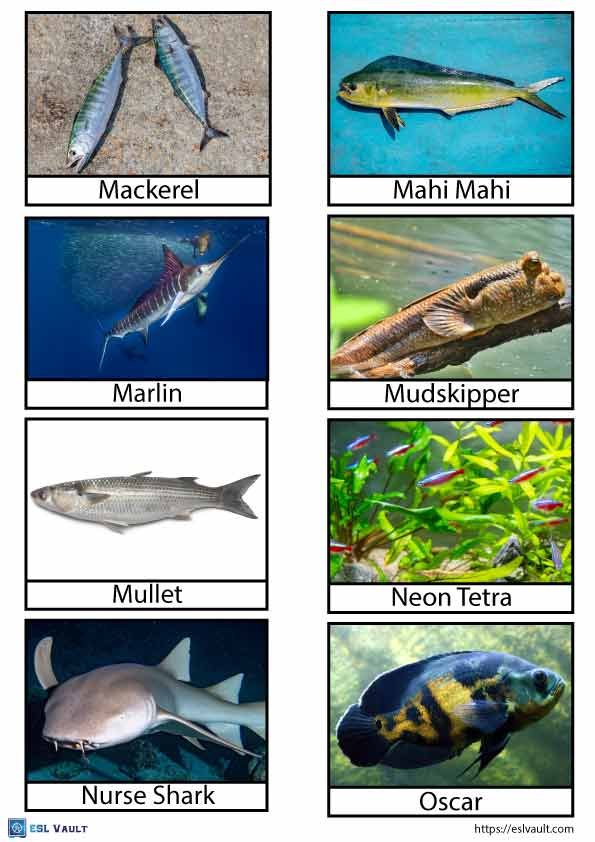 free printable fish flashcards pdf 4