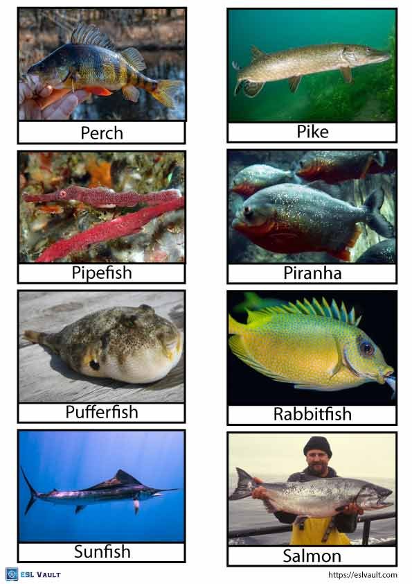 free printable fish flashcards pdf 5