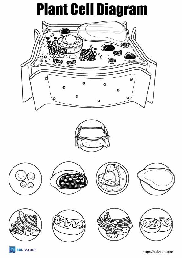 parts of a plant cell coloring page